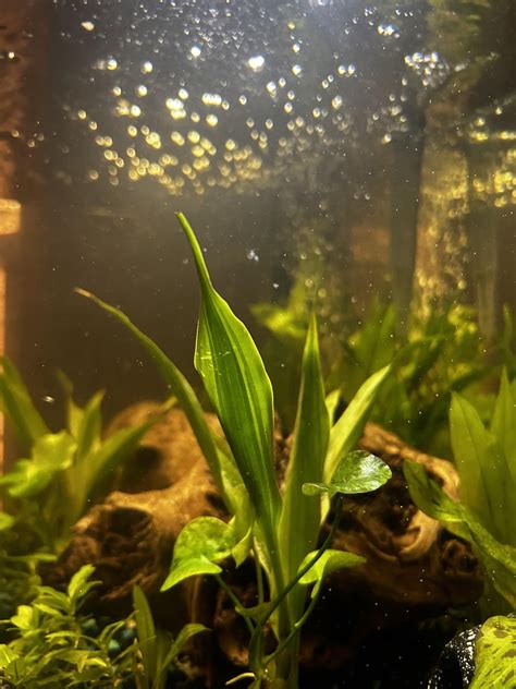 What Are These Tiny White Dots On Aquarium Glass R Aquariums