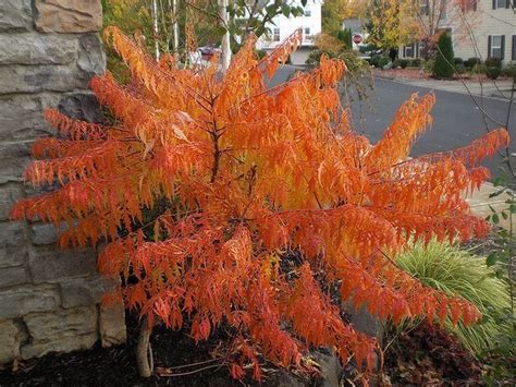 Flame Leaf Sumac Ornamental Trees Online Plant Nursery Landscaping Plants