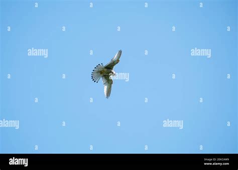 Common Kestrel bird flying in blue sky Stock Photo - Alamy