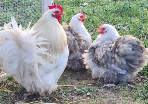 Œufs Fécondés de Pékins Poules Naines BOBTAIL Coco Eco