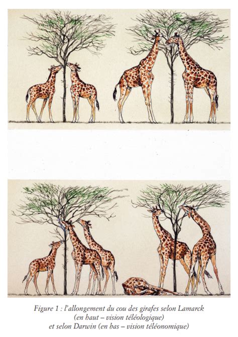 girafes lamarck darwin Éditions Les Belles Lettres le blog