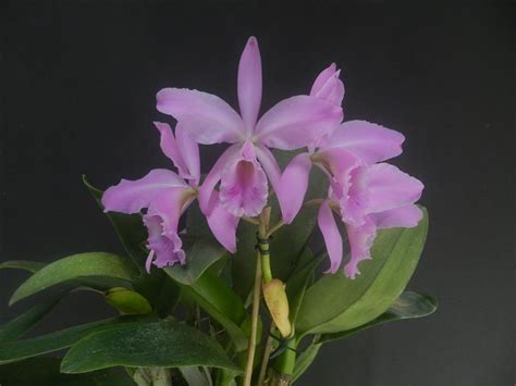 Cattleya Labiata Concolor Rosada Orquid Rio Seidel