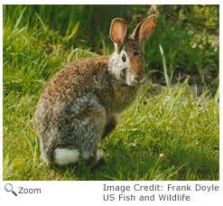 Eastern Cottontail - Sylvilagus floridanus - NatureWorks