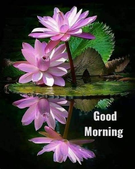 🌷🌷காலை வணக்கம்🌷🌷 Images M Shabeertailarsl ️🌹 ️🌹 Sharechat