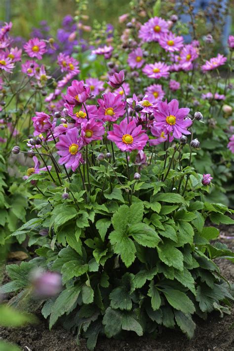 'Curtain Call Deep Rose' - Japanese Anemone - Anemone hybrid | Proven ...