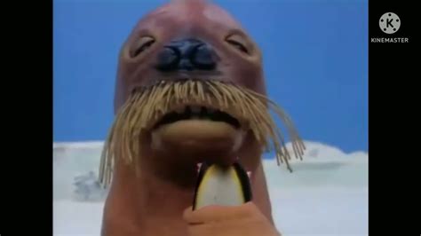 Giant Walrus Eat Petward Youtube