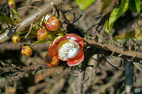 Couroupita Guianensis Lecythidaceae Image 126752 At PhytoImages Siu Edu