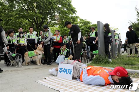 반려견 순찰대 주취자를 만난다면 네이트 뉴스