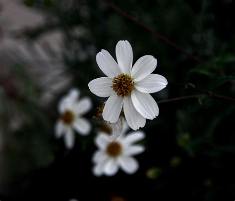 Download free photo of White,flowers,black background,design,brochure ...