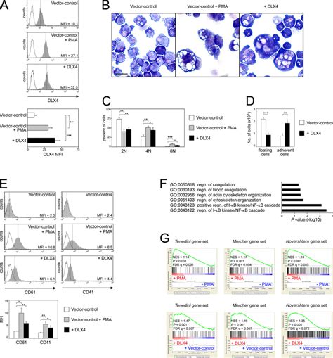 Dlx Induces A Megakaryocyte Specific Transcriptional Program Cellular