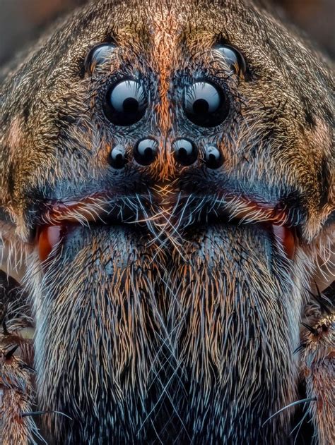 A Wolf Spider Up Close 🕷 Roddlyterrifying