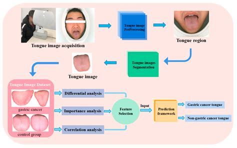 Micromachines Free Full Text A Framework To Predict Gastric Cancer