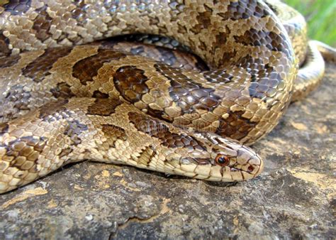 Prairie Kingsnake Lampropeltis Calligaster Stock Image Image Of