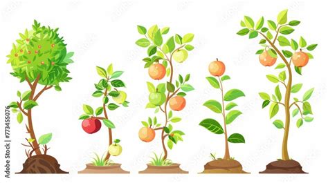 An Illustrative Depiction Of The Growth Cycle Of An Apple Tree From A