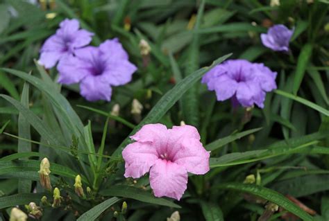 18 Plants With Gorgeous Pink Flowers