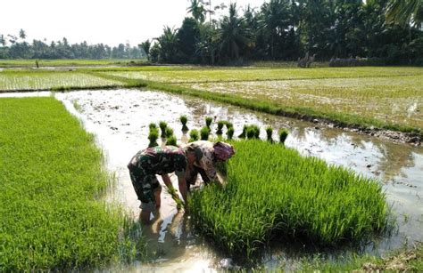 Tak Kalah Piawainya Dengan Petani Babinsa Ramil Plkb Ikut Naud Bibit