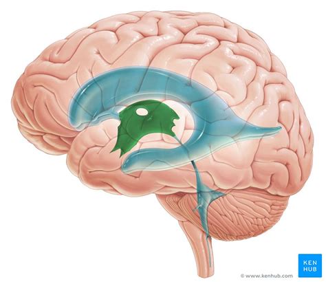 Third ventricle (brain): anatomy, structure and function | Kenhub