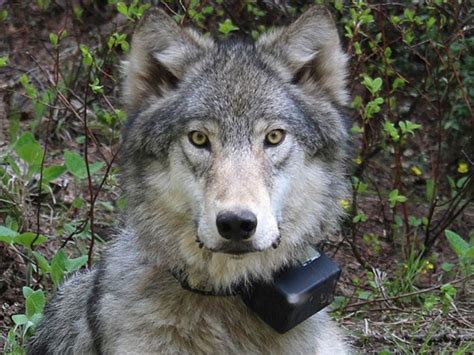 Wolf Advocates Outraged That Washington State Preparing To Kill Wolves