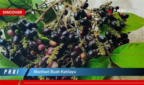 Temukan Manfaat Buah Katilayu Yang Wajib Kamu Intip