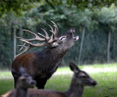 D Couvrez Le Brame Du Cerf Un Moment Unique La Montagne