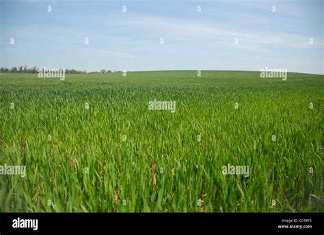 Farm Land Crops Growing In Field Stock Photo Alamy