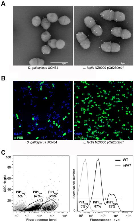 Heterogeneous Expression Of Pil1 Pilus At The Streptococcus