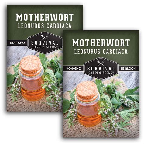 Motherwort Seeds - Lion’s Tail - SurvivalGardenSeeds