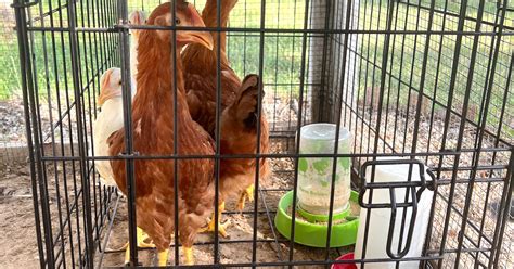 Ways To Introduce New Chickens To A Flock The Novice Homestead