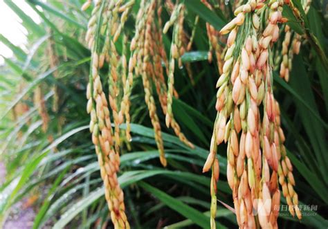 Double Cropping Rice Achieves High Yield In Tropical Chinese City