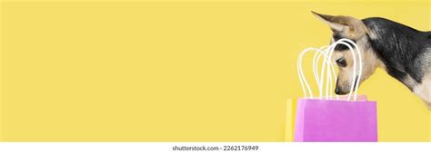 Dog Birthday Background Funny Happy Dog Stock Photo 2262176949