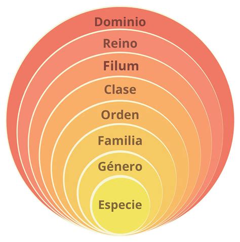 Categorías Taxonómicas