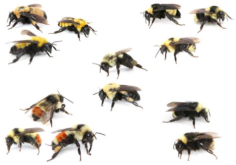 Are Bumble Bees Attracted To Color [2025]