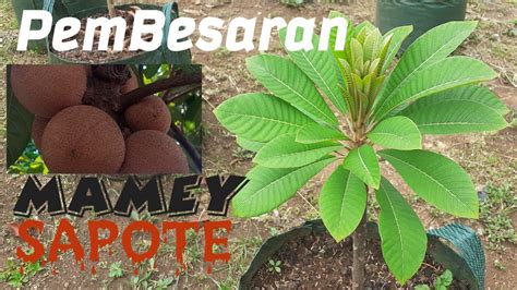 Proses Pembesaran Mamey Sapote Youtube