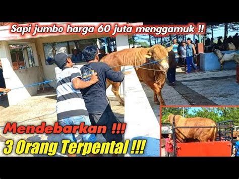 Mirip Tn Bima Sakti Sapi Bobot 800 Kg Menggamuk Di Pasar Kliwon Kudus