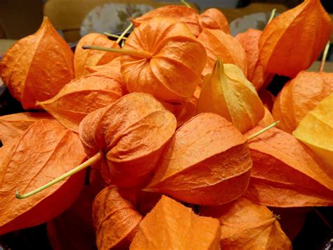 Kostenlose foto Blatt Blume Blütenblatt Dekoration Orange