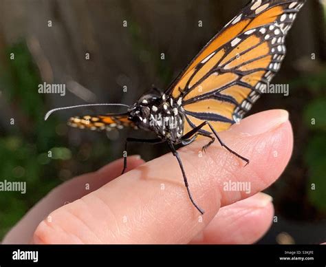 Monarch Butterfly Ready To Release Stock Photo Alamy