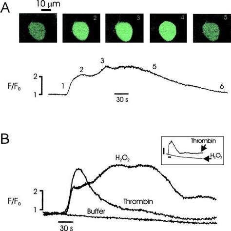 Hydrogen Peroxide Elicits Prolonged Intracellular Calcium Transients In