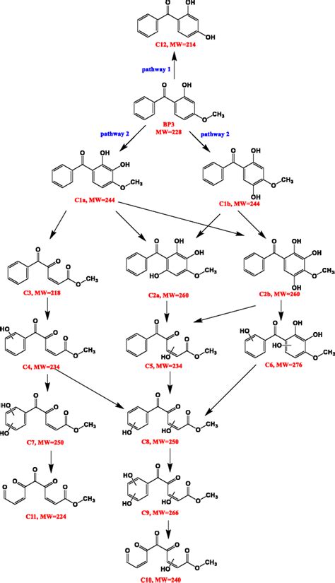 Degradation Pathway Of Bp 3 By The Molecular Ozone Oxidation Download Scientific Diagram