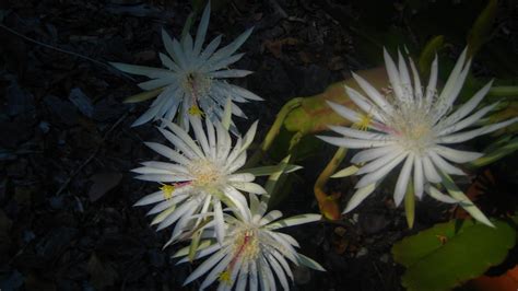 Gardening In Central Florida Flowering Cactus