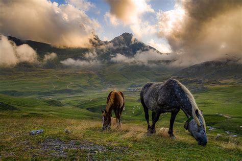 Download Pasture Fog Mountain Cloud Animal Horse Hd Wallpaper