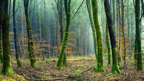 El Estado De Los Bosques Del Mundo TYS Magazine