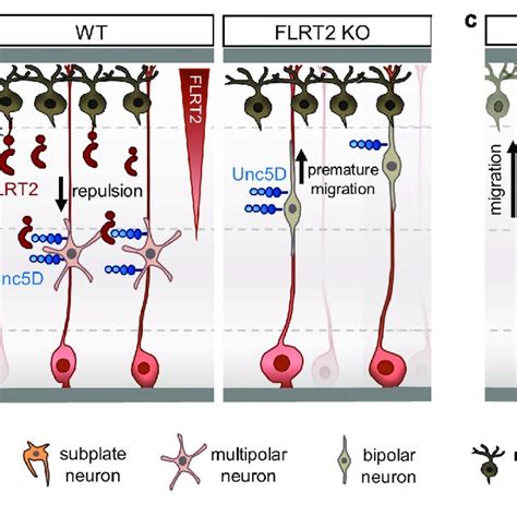 Fibronectin Leucine Rich Repeat Transmembrane Proteins Flrts