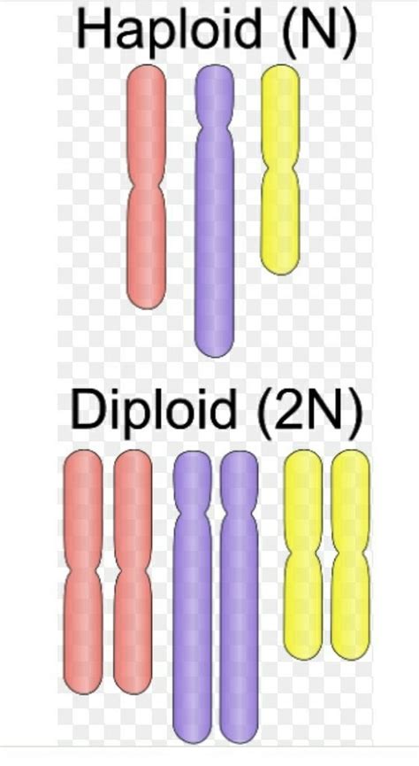 Haploid And Diploid Number Of Chromosomes