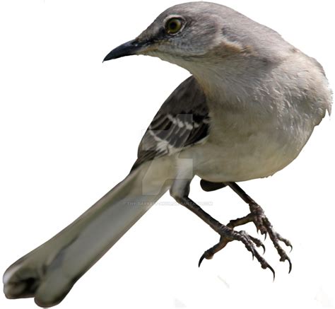 Collection Of Mockingbird Png Hd Pluspng