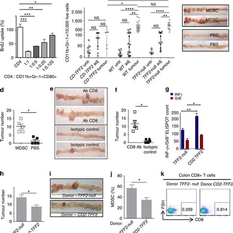 Cd11bgr 1 Cells Are Mdscs And Drive Tumorigenesis By Suppressing Cd8