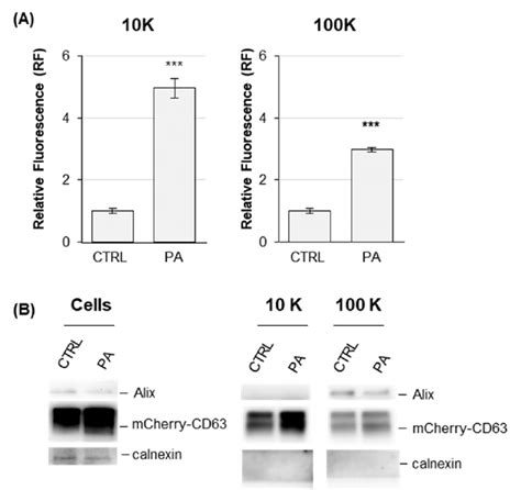 Analysis Of EVs Released By In HEK MCherry CD63 Upon Palmitic Acid PA