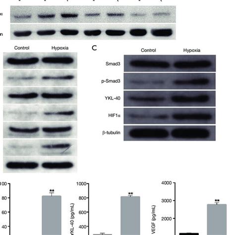 Changes In Protein Expression In Cl Cells Under Hypoxia A Western