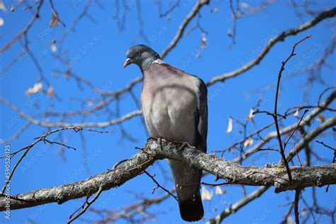 Foto De Sweden The Common Wood Pigeon Or Common Woodpigeon Columba