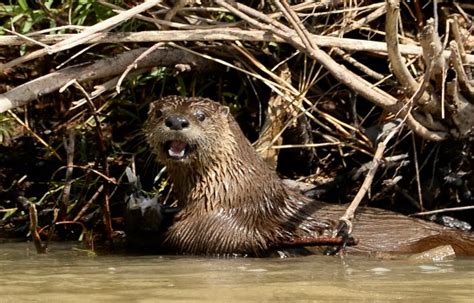 River otters are thriving again in Colorado, showing statewide ...