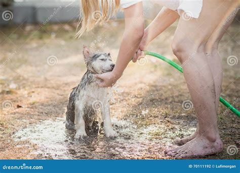 Siberian Husky Puppy Shakes the Water Off Its Coat. Stock Photo - Image of collie, play: 70111192